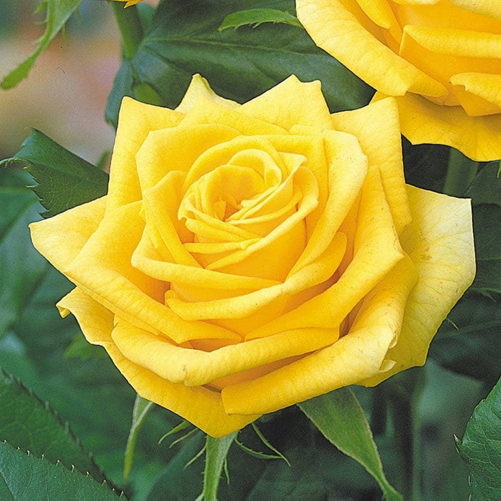 Роза чайно-гибридная Илиос